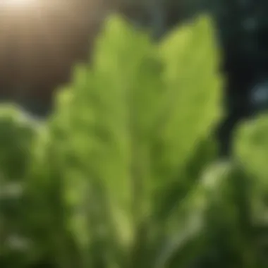 Close-up of celery leaves under gentle sunlight