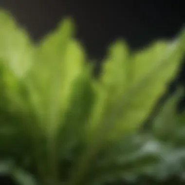 Vibrant green celery leaves close-up