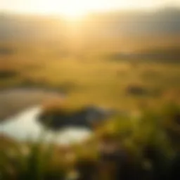 A tranquil nature scene representing calmness and peace