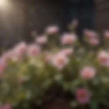 Blossoming Growth Flourishing blossom representing growth and happiness