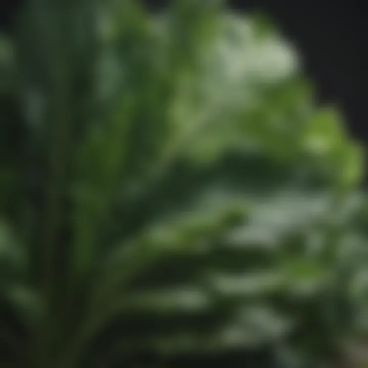 A close-up of leafy green vegetables, symbolizing health and vitality.