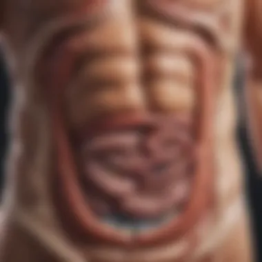 Gastrointestinal Influence on Physiological Stress Illustration demonstrating the link between gut health and physiological stress