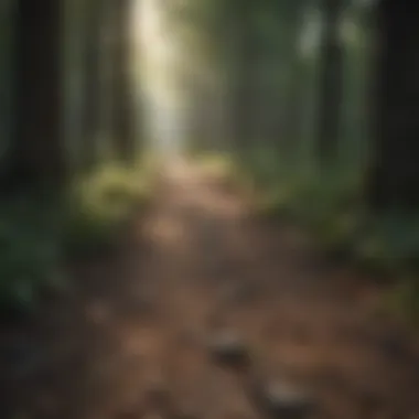 Navigating New Beginnings Two paths diverging in a woods, symbolizing new beginnings