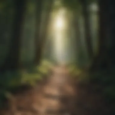 Pathway leading through a lush forest with sunlight filtering through trees