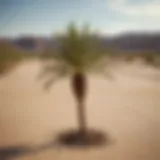 Symbolic representation of philanthropy with a palm tree in a barren desert