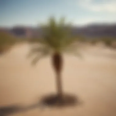 Symbolic representation of philanthropy with a palm tree in a barren desert