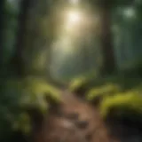 Sunlight streaming through lush green forest