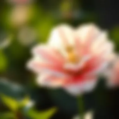 A blossoming flower representing authenticity and personal growth.