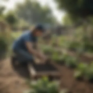 Community garden being tended to by volunteers