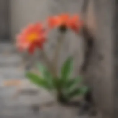 Resilience Amidst Hardship A delicate flower growing through cracks in concrete, symbolizing resilience